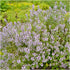 5,000 (1 Pack) Seed Needs, Mother of Thyme Creeping Thyme Seeds Seeds for Planting Thymus serpyllum - Perennial Flowers