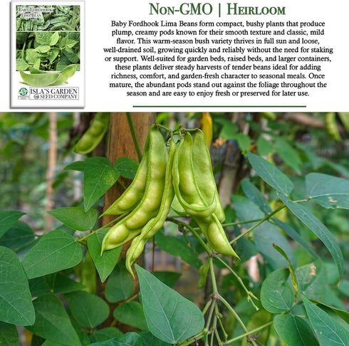 25 Baby Fordhook Lima Bean Seeds (Bush Lima, Phaseolus lunatus) Non GMO Heirloom Seeds by Islas Garden Seeds, Tender
