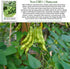 25 Baby Fordhook Lima Bean Seeds (Bush Lima, Phaseolus lunatus) Non GMO Heirloom Seeds by Islas Garden Seeds, Tender