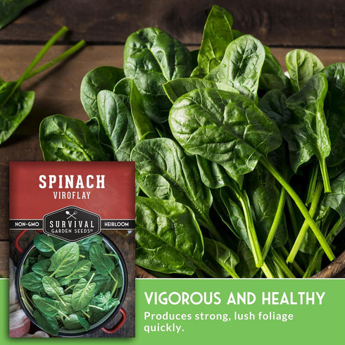 10" (1 Pack) Viroflay Spinach Seeds for Planting Giant Heirloom Variety with Tender Sweet Leaves Fast Growing Cold