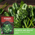 10" (1 Pack) Viroflay Spinach Seeds for Planting Giant Heirloom Variety with Tender Sweet Leaves Fast Growing Cold