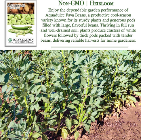 25 Aquadulce Fava Bean Seeds (Vicia faba) Non-GMO Heirloom Seeds by Islas Garden Seeds, Cold-Hardy Broad Bean for Fall