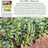 25 Aquadulce Fava Bean Seeds (Vicia faba) Non-GMO Heirloom Seeds by Islas Garden Seeds, Cold-Hardy Broad Bean for Fall