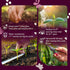 50 Packets, SVI Henderson Lima Bean Seeds (Phaseolus lunatus) Bush Baby Lima Beans Seed Green Beans Heirloom Vegetable