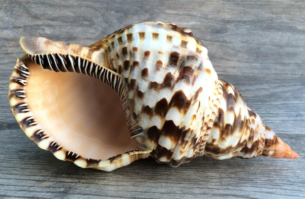 Conch Shell Decor - Large Triton Sea Shell 8-9" for Decoration and Crafts - Magic Conch Shell