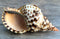 Conch Shell Decor - Large Triton Sea Shell 8-9" for Decoration and Crafts - Magic Conch Shell