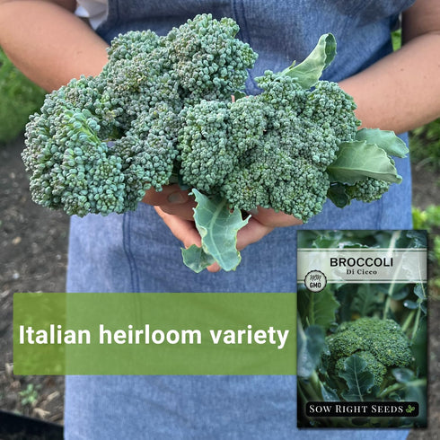 Packet (2) Sow Right Seeds - Di Cicco Broccoli Seeds for Planting - Non-GMO Heirloom with Instructions to Plant an