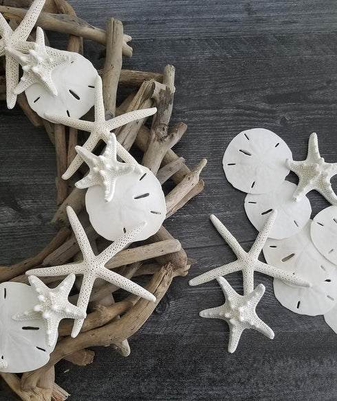3" 3.5" Set 15 Packed Tumbler Home White Sand Dollars to of - Wedding Seashell Craft Sand Dollars- Hand Picked
