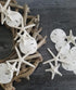 3" 3.5" Set 15 Packed Tumbler Home White Sand Dollars to of - Wedding Seashell Craft Sand Dollars- Hand Picked