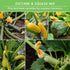 Summer Survival Garden Seeds Zucchini & Squash Collection Seed Vault - Non-GMO Heirloom Seeds for Planting Vegetables