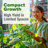 56+ HOME GROWN Contender Bush Bean Seeds Heirloom Non-GMO, High Germination, Stringless Green Beans for Planting, Early