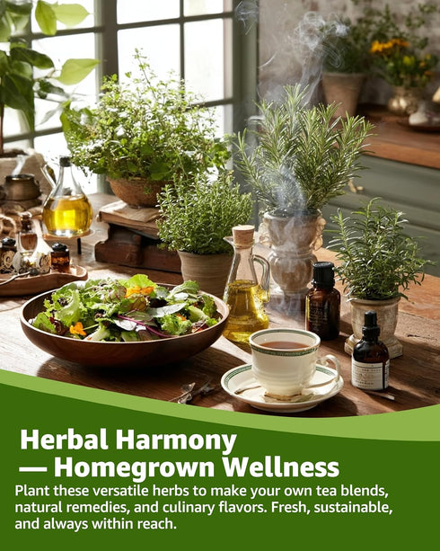 35 Pack Medicinal & Tea Herb Seeds for Planting - Non-GMO Heirloom Variety for Indoor/Outdoor Garden: Anise, Bergamot