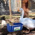 6 Pack Chicken Feeder Waterer, Duck Feeder Supplies, Hanging Fence Feed Trough with Clips for Goat, Sheeple, Piglet