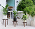 3-Pack 6-12 Inch Amdermi Wood Plant Stands Indoor, Single Plant Stand for Pots, Mid-Century Modern Plant Stool, Tall
