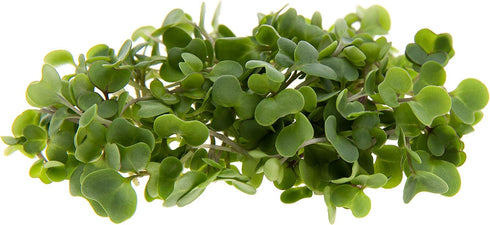 Rainbow Heirloom Seed Co. 1 LB Sulforaphane MICROGREEN Seed Mix | Perfect for Microgreen Growing Trays | Kale, Cabbage