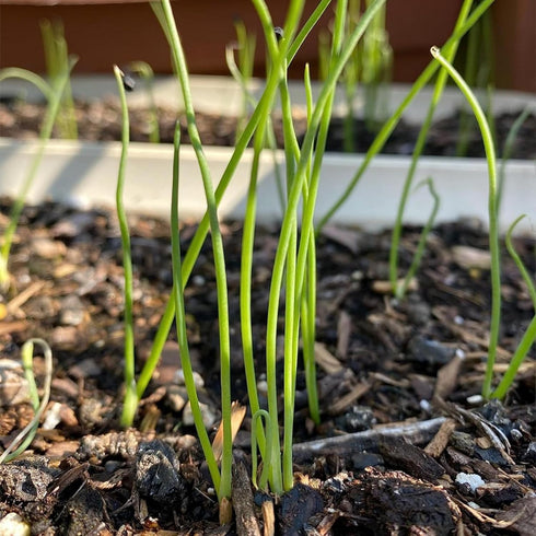 (5 Packs) Seed Needs Onion Seeds for Planting Walla Walla Long Day Onions - Non-GMO Heirloom & Untreated Vegetable
