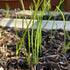 (5 Packs) Seed Needs Onion Seeds for Planting Walla Walla Long Day Onions - Non-GMO Heirloom & Untreated Vegetable