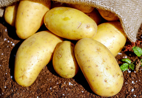 TomorrowSeeds - Yukon Gold Seed Potatoes - USDA Certified for Growers Tuber