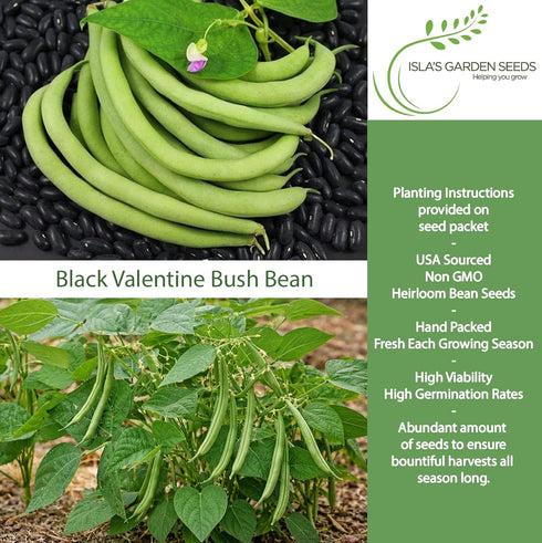 50+ Packet, "Black Valentine" Bush Bean Seeds, Heirloom Seeds Per Non GMO Seeds, (Isla's Garden Seeds), Botanical Name:
