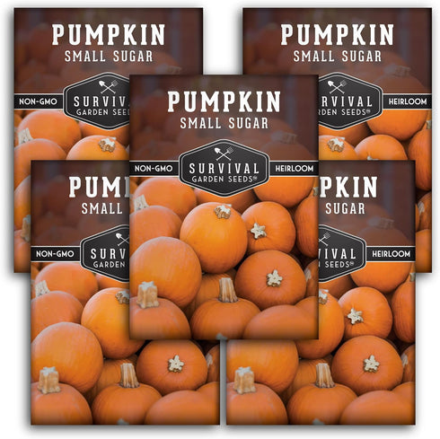 Small Sugar Pumpkin Seeds for Planting Heirloom Sugar Pie Pumpkins, Sweet Baking
