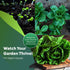 3000 4+ Parris Island Cos Romaine Lettuce Seeds - Grams - Heirloom Non-GMO USA Grown Premium Vegetable Seeds