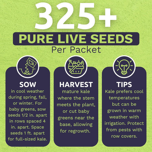 2 Packets! 500 Organic Lacinato Kale Seeds - Seed - Over Open Pollinated Heirloom Non-GMO USDA Organic Seeds