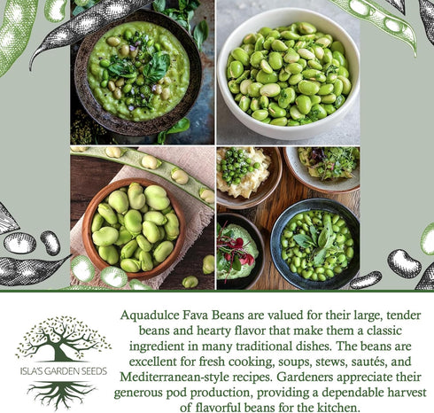 25 Aquadulce Fava Bean Seeds (Vicia faba) Non-GMO Heirloom Seeds by Islas Garden Seeds, Cold-Hardy Broad Bean for Fall