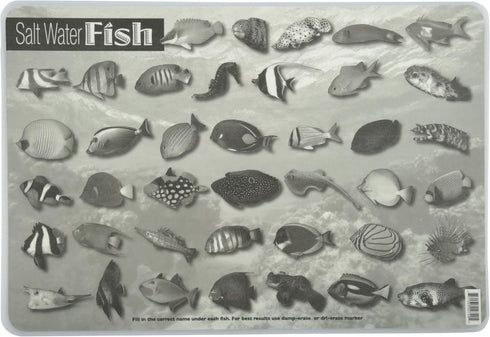 Painless Learning 12 x 17 1/2 inches Saltwater Fish Placemat