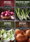 Onion Seeds 4 Variety Collection Bunching, Red Burgundy, White Grano & Walla