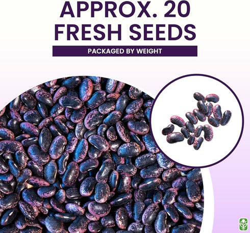 20 Heirloom Scarlet Runner Beans Seeds - Large Bean Seeds Non GMO - Marde Ross & Company