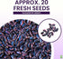 20 Heirloom Scarlet Runner Beans Seeds - Large Bean Seeds Non GMO - Marde Ross & Company
