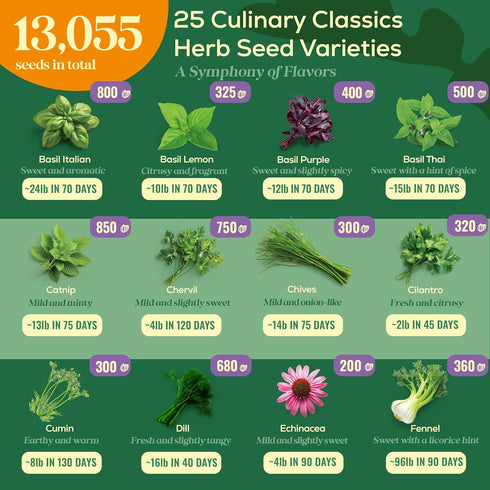 25 Pack 13,055+ Culinary Herb Seeds Variety - Non-GMO Heirloom Herbs Seeds for Planting Indoor & Outdoor: Rosemary