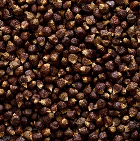 16 Frontier Bulk Grains of Paradise Seed Whole, Ounce