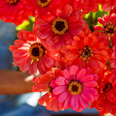 1 oz 3, 4, 5, 6, 7, 8, 9, 10 Eden Brothers Zinnia Seeds - Salmon Queen, Non-GMO Seeds for Planting, | Low-Maintenance