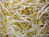 1 Todds Seeds - Mung Bean Sprouting Seed - Mung Bean Seeds - Chinese Green Bean - Pound Bulk Seeds