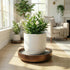 12" inch 360 Plant Caddy with Wheels Indoor Bamboo Rolling Plant Stand with Absorbent Stone, No Water Stains, Wheels
