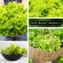 Packet (1) Sow Right Seeds - Salad Bowl Green Leaf Lettuce Seeds for Planting - Non-GMO Heirloom with Instructions