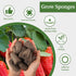 LANVRION IG201Hydroponic 50 Pack Grow Sponges, Seed Starter Pods Root Growth Sponges Eco-Friendly PH Balanced Square