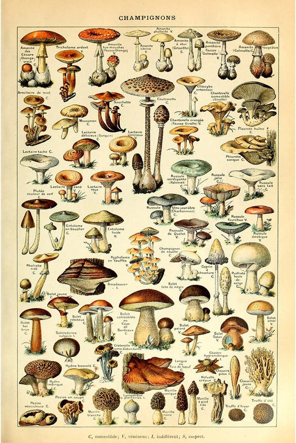 Meishe Art Vintage Poster Print Mushrooms Champignons Identification Reference Chart Botanical Educational Wall Decor