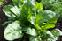 Bulk Organic Spinach Seeds Non GMO (1/4 Lb)