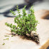 100% Packet 70mg Back to The Roots Organic Seed - Thyme 'English'