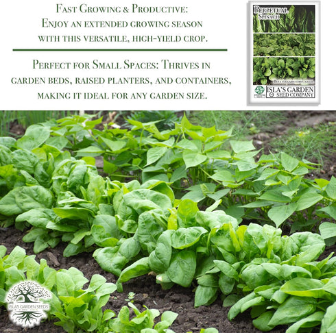 300+ Packet, Perpetual Spinach Seeds for Planting, Heirloom Seeds Per (Isla's Garden Seeds), Non GMO Seeds, Botanical