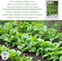 300+ Packet, Perpetual Spinach Seeds for Planting, Heirloom Seeds Per (Isla's Garden Seeds), Non GMO Seeds, Botanical