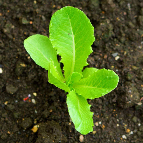 Pack 2 Packets Seed Needs Romaine Lettuce Seeds Variety for Planting a Collection of Individual Varieties - Include Red
