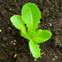 Pack 2 Packets Seed Needs Romaine Lettuce Seeds Variety for Planting a Collection of Individual Varieties - Include Red