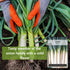 Packet (2) Sow Right Seeds - Giant Leek Seeds for Planting - Non-GMO Heirloom with Instructions to Plant and Grow an
