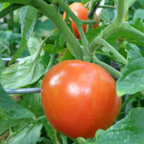3 6 Pack Bonnie Plants Better Boy Tomato Plug, Live Plant, for Burgers, Salsa, and Sauces, Full Sun, Cubic in.