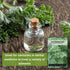 Packet (1) Sow Right Seeds - Wormwood Seeds for Planting - Non-GMO Heirloom with Instructions to Plant & Grow an