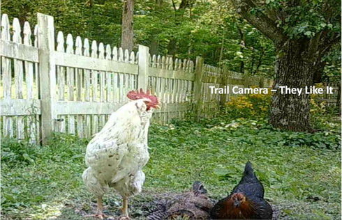 Bearded Hen 3 (3 Poultry Powder - All Natural Chicken Dust Bath - Organic Ingredients: Limestone Powder, Hardwood Ashes