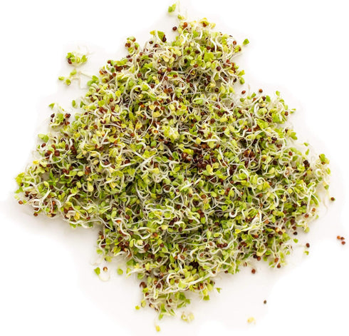 1 Lb, Organic Soybean Seeds Non-GMO Perfect for Sprouting, Tofu, Food Storage, and Crop Ideal for Vegetable Gardens
